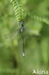 Gewone pantserjuffer (Lestes sponsa)