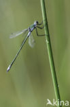 Gewone pantserjuffer (Lestes sponsa)