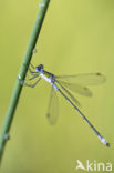 Gewone pantserjuffer (Lestes sponsa)