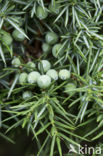 Jeneverbes (Juniperus communis)