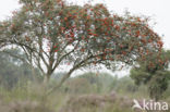 Moutain Ash (Sorbus)