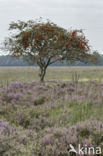 Moutain Ash (Sorbus)