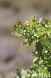 Small Tortoiseshell (Aglais urticae)