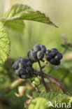 Dewberry (Rubus caesius)