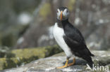 Atlantic Puffin (Fratercula arctica)