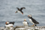 Atlantic Puffin (Fratercula arctica)