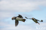 Atlantic Puffin (Fratercula arctica)