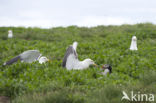 Atlantic Puffin (Fratercula arctica)