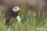 Atlantic Puffin (Fratercula arctica)