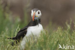 Atlantic Puffin (Fratercula arctica)