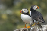 Atlantic Puffin (Fratercula arctica)