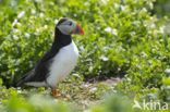 Atlantic Puffin (Fratercula arctica)