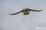 Atlantic Puffin (Fratercula arctica)