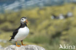 Atlantic Puffin (Fratercula arctica)