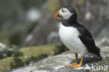 Atlantic Puffin (Fratercula arctica)