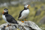 Atlantic Puffin (Fratercula arctica)