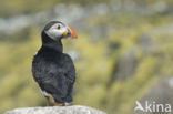 Atlantic Puffin (Fratercula arctica)