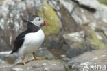 Atlantic Puffin (Fratercula arctica)