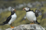 Atlantic Puffin (Fratercula arctica)