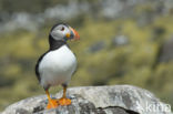 Atlantic Puffin (Fratercula arctica)