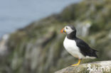 Atlantic Puffin (Fratercula arctica)