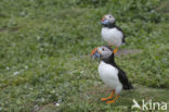 Atlantic Puffin (Fratercula arctica)