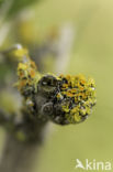 Xanthoria polycarpa