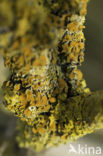 Klein dooiermos (Xanthoria polycarpa)