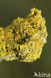 Xanthoria polycarpa