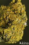 Xanthoria polycarpa