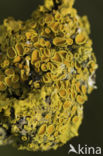 Klein dooiermos (Xanthoria polycarpa)