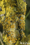 Xanthoria polycarpa