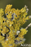 Klein dooiermos (Xanthoria polycarpa)