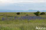 Viper s-bugloss (Echium vulgare)