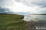 Aberlady Bay