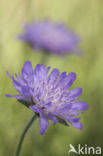 Beemdkroon (Knautia arvensis)