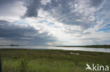 Aberlady Bay