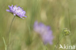 Beemdkroon (Knautia arvensis)