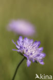 Beemdkroon (Knautia arvensis)