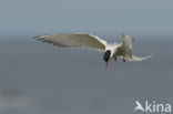 Arctic Tern (Sterna paradisaea)