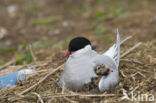 Noordse Stern (Sterna paradisaea)