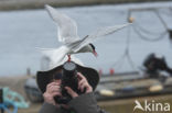 Arctic Tern (Sterna paradisaea)