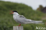 Arctic Tern (Sterna paradisaea)