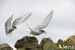 Arctic Tern (Sterna paradisaea)