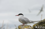 Arctic Tern (Sterna paradisaea)