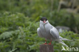 Arctic Tern (Sterna paradisaea)