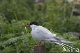 Arctic Tern (Sterna paradisaea)