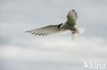 Arctic Tern (Sterna paradisaea)