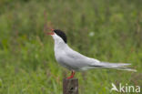 Arctic Tern (Sterna paradisaea)