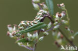 Absintmonnik (Cucullia absinthii)